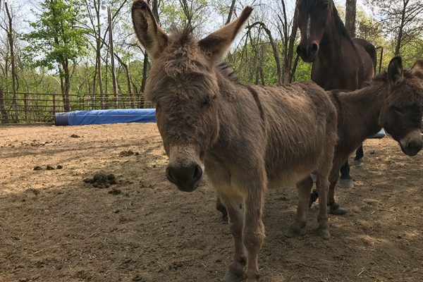 David, Sweet Pea and Lacey are a tight-knit group