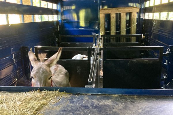 David and Alfredo (the sheep) getting ready to head out to events