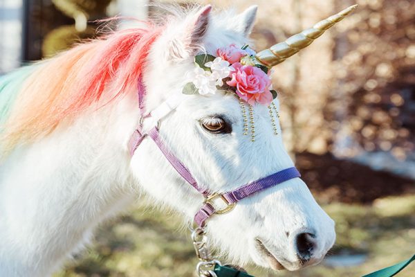 Jester as a Unicorn
