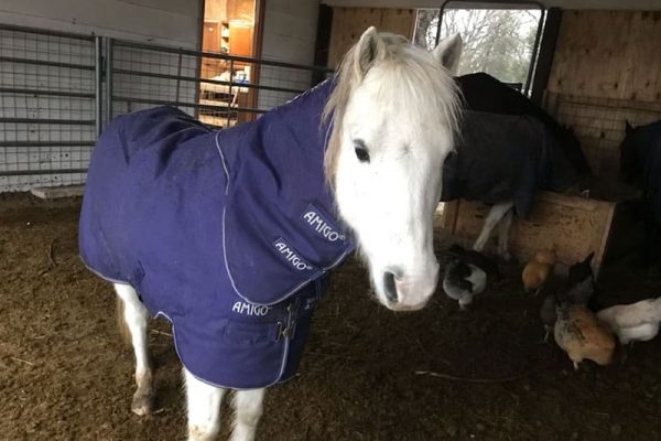 Jester's new Blankie