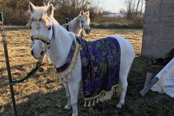 Jester in Costume
