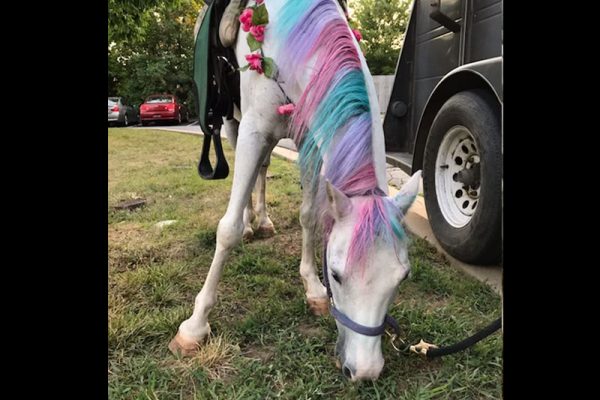Getting ready to be a unicorn!