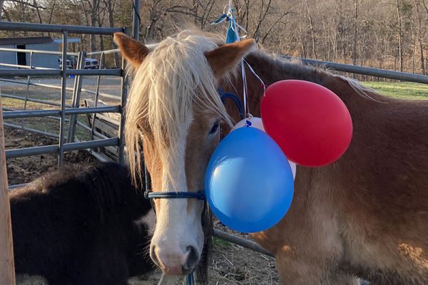 Blaze is a bit afraid of balloons, so we try to give him opportunities to look at them at often as possible