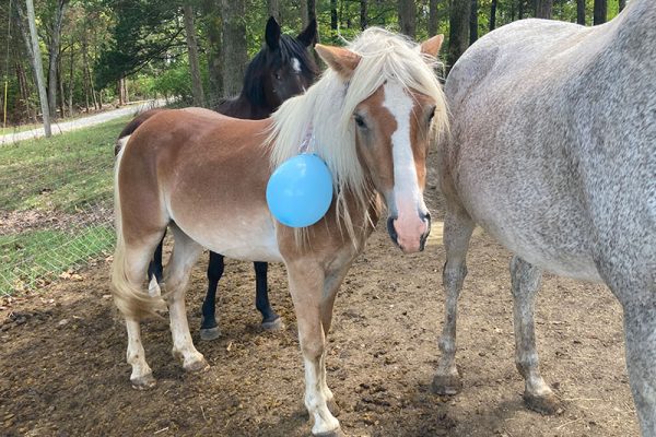 Blaze carefully watching the balloon as it follows him around