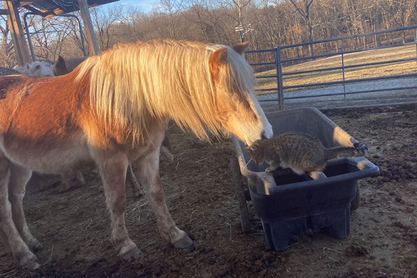 Blaze and barn cat, Hunter, are good buddies during chore time.