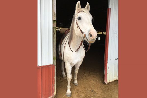 Greyson ready to go for a ride before he retired to just pony rides