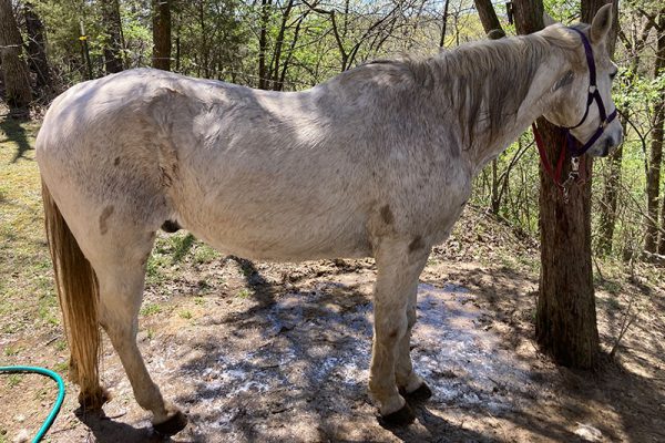 When a white horse rolls in mud...it's time for a bath