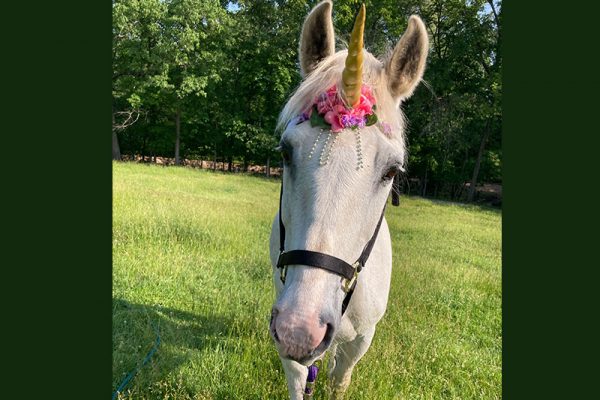 Greyson gets to try the unicorn thing :-)