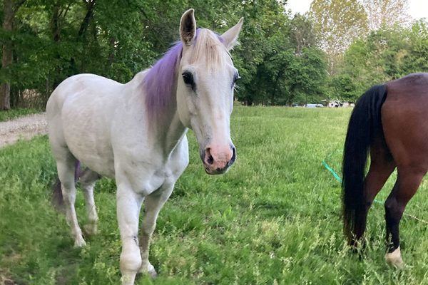Greyson tries a new hair color to celebrate his old age