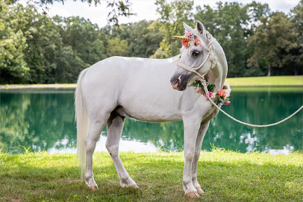 This is Prince's unicorn outfit for photo shoots!