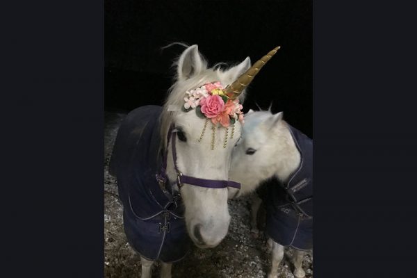 Prince trying on a new unicorn horn. Jester his best buddy is helping of course!
