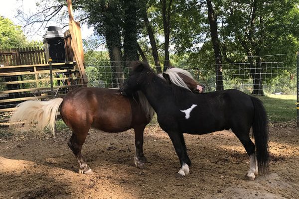 Ginger and Champ grooming eachother