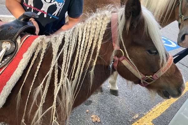 Ginger's hair is perfect to braid and play with!